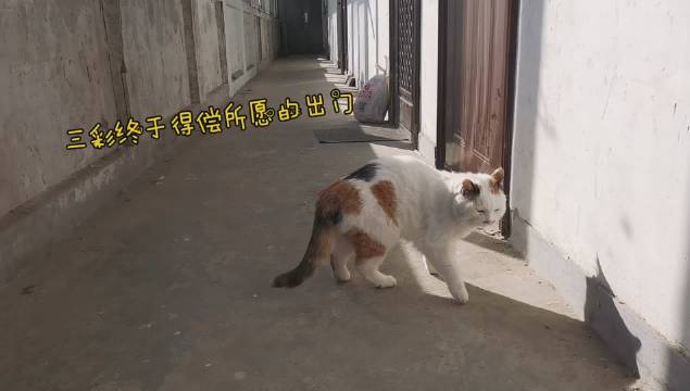 这只带着梦想和勇气, 即将勇闯天涯的小猫咪...